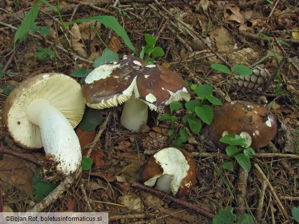 Russula integra