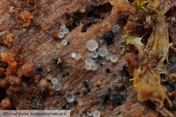 Arachnopeziza leonina