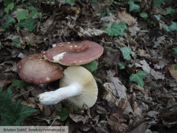 Russula vinosobrunnea