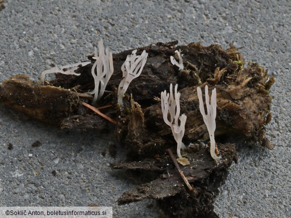 Lentaria albovinacea