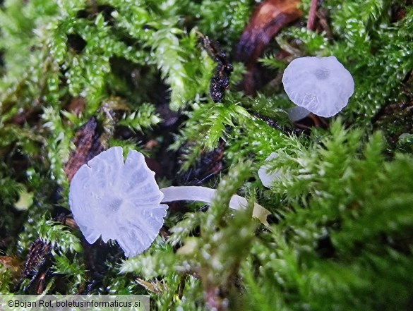 Delicatula integrella