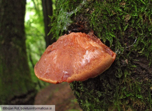 Fistulina hepatica