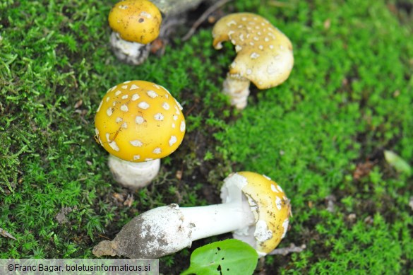 Amanita gemmata