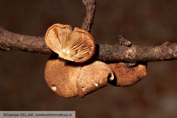 Crepidotus crocophyllus