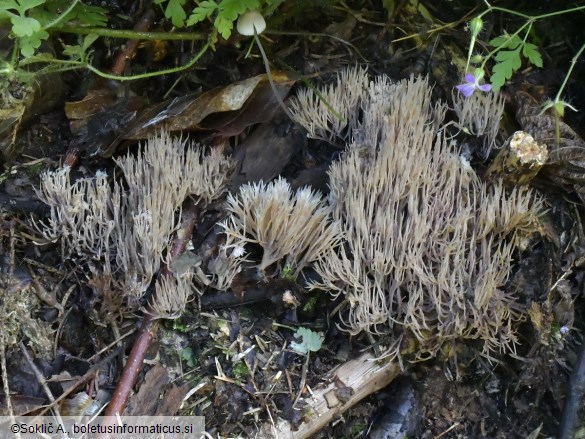 Pterula multifida