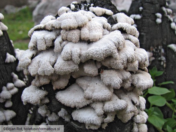 Schizophyllum commune