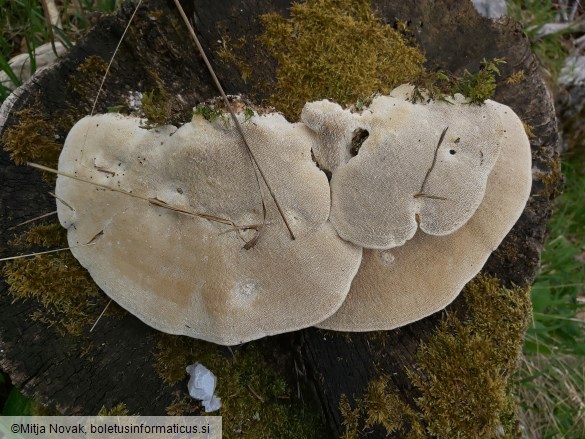 Trametes gibbosa