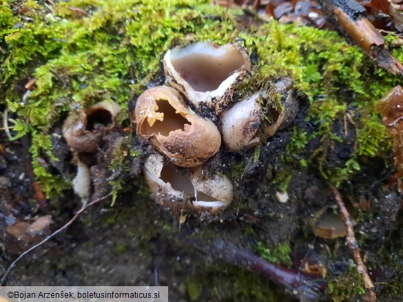 Sarcosphaera coronaria