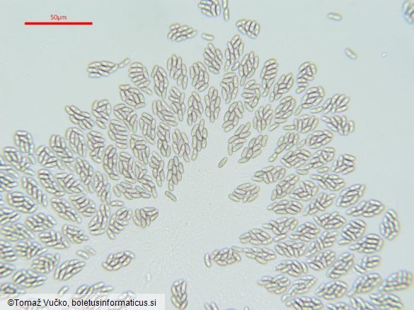 Tympanopsis confertula