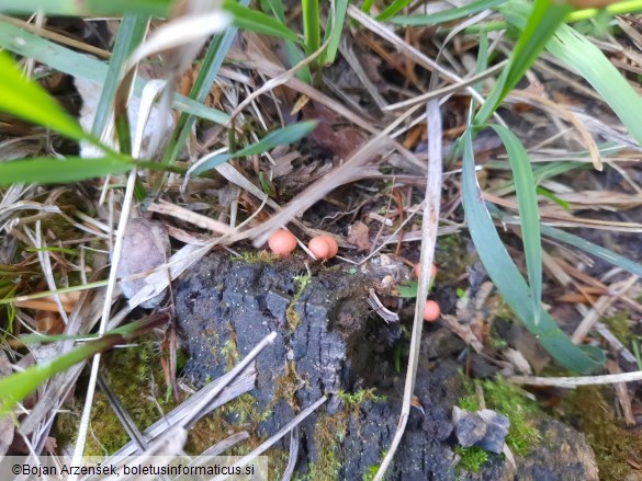 Lycogala epidendrum