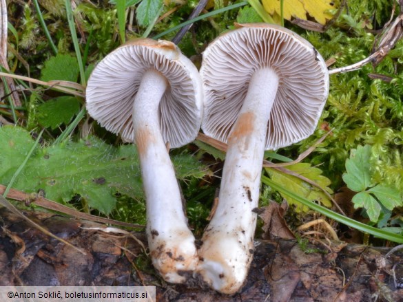 Inocybe whitei