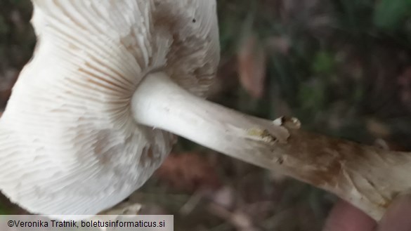 Amanita citrina