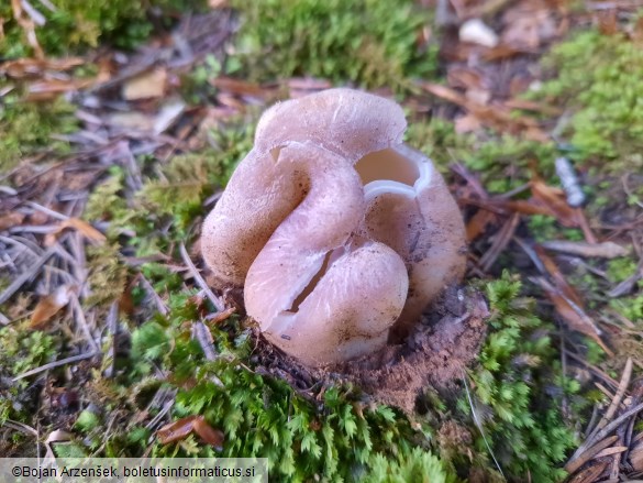 Sarcosphaera coronaria