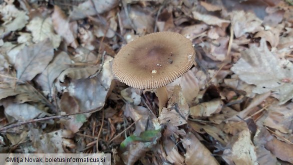 Amanita fulva