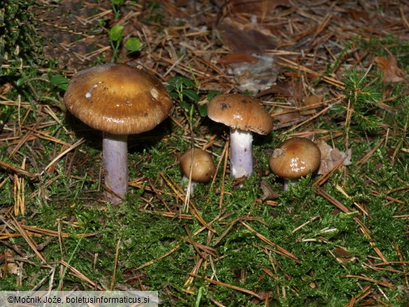 Cortinarius collinitus