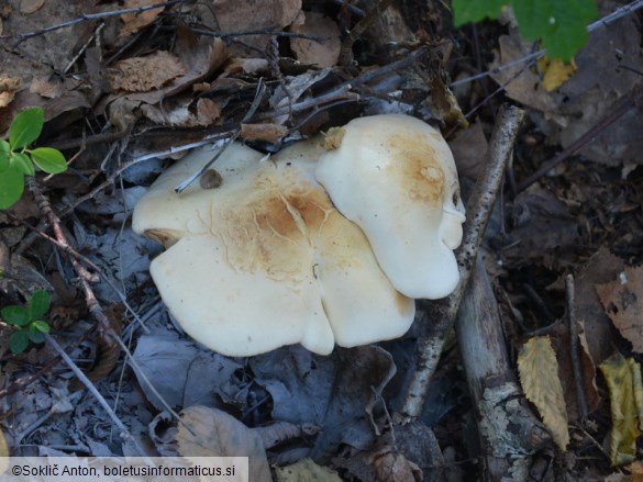 Tricholoma stiparophyllum