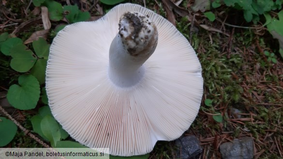 Russula virescens