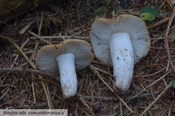 Russula grata