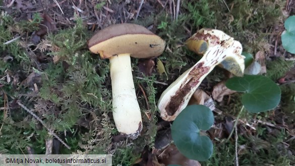 Butyriboletus roseogriseus