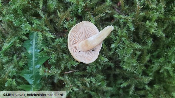 Tricholoma sulphureum