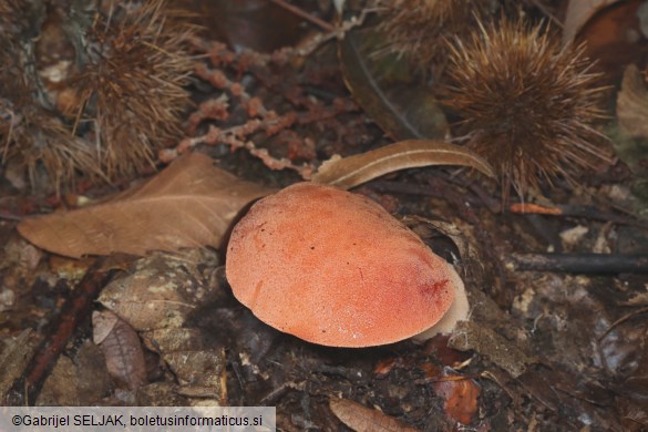 Fistulina hepatica