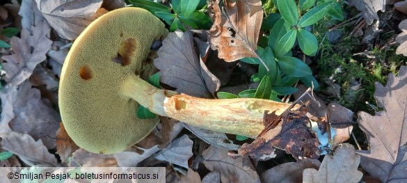 Suillus grevillei