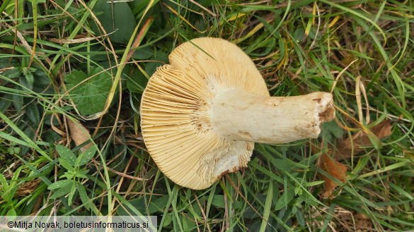 Russula faginea