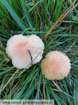 Hygrocybe punicea