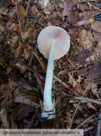 Volvariella murinella