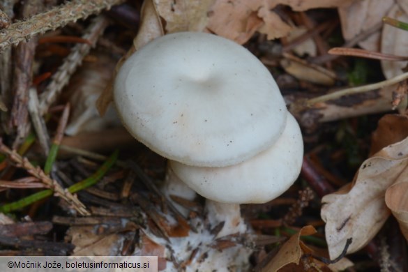 Clitocybe phaeophthalma