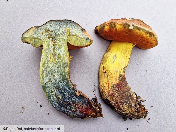 Suillellus queletii