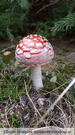 Amanita muscaria