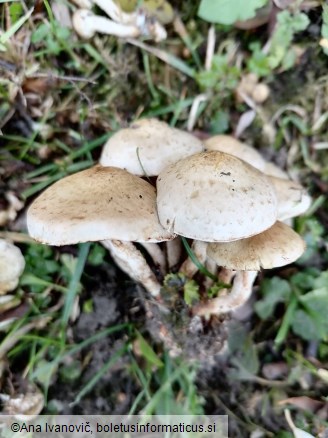 Pholiota gummosa