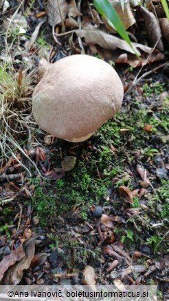 Boletus appendiculatus