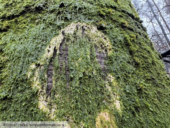 Chromocyphella muscicola