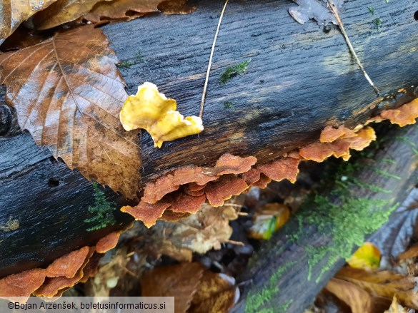 Stereum subtomentosum