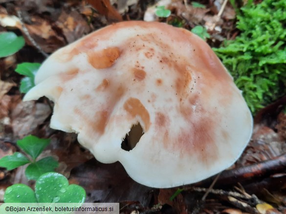 Rhodocollybia maculata