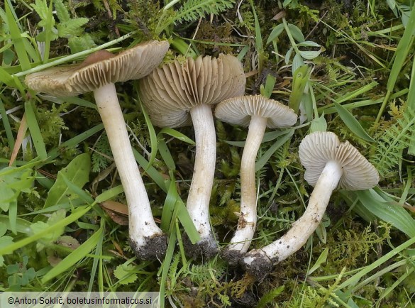 Inocybe fuscidula