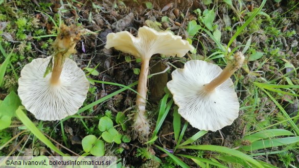 Clitocybe costata