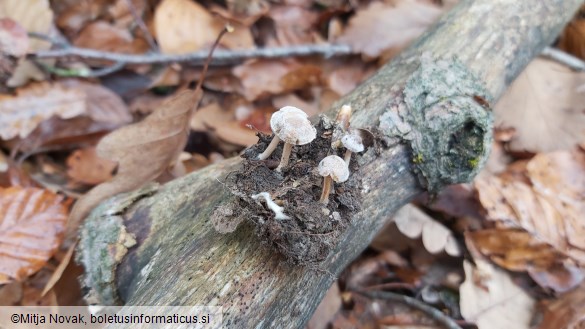 Inocybe petiginosa