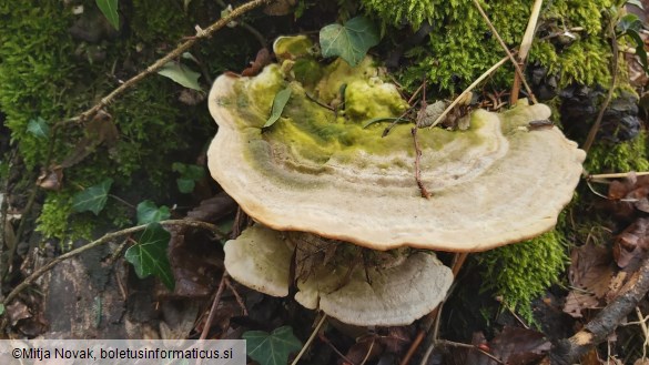 Trametes gibbosa