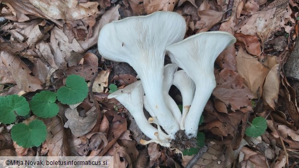 Pleurotus cornucopiae
