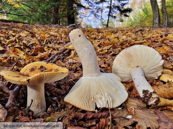 Russula ochroleuca