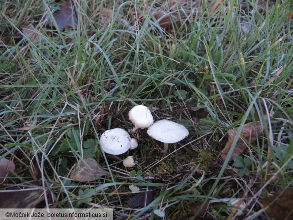 Clitocybe odora var. alba