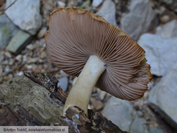 Cystoagaricus silvestris