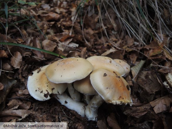 Cortinarius sebaceus