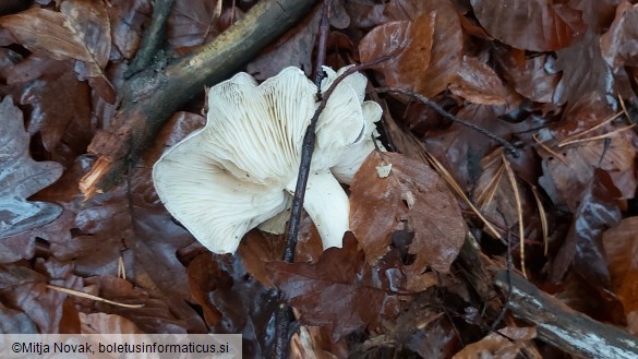 Tricholoma portentosum