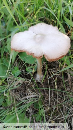 Volvariella gloiocephala