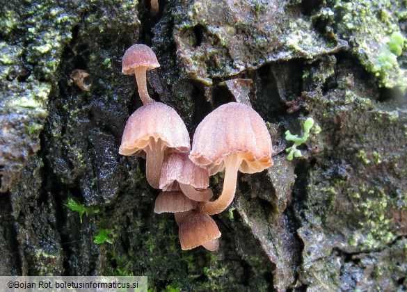 Mycena meliigena