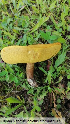 Suillus grevillei